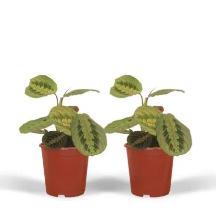 Twee Maranta Fascinator planten in rode potten, met opvallende bladtekeningen, hoogte 20 cm, diameter 12 cm.