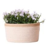Campanula Addenda Ambella white - Cotton schaal met Campanula met watergeefsysteem - 3 stuks - Klokjesbloem wit- potmaat 12cm - binnen & buiten - Afbeelding 4