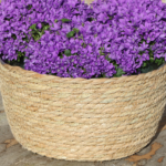 Campanula Addenda Ambella Intense purple - Rieten schaal met Campanula met watergeefsysteem - 3 stuks - Klokjesbloem paars  - potmaat 12cm - binnen & buiten - Afbeelding 2