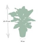 Calathea Zebrina - Ø19cm - ↕80cm - Afbeelding 4