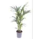 Howea Forsteriana, ook wel Kentia Palm, in een grijze pot van Ø17cm en hoogte van 75cm, met groene, feathery bladeren.