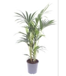 Howea Forsteriana, ook wel Kentia Palm, in een grijze pot van Ø17cm en hoogte van 75cm, met groene, feathery bladeren.