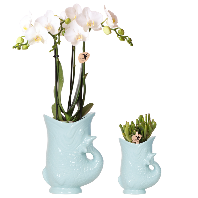 d9f2faad-2a1c-4335-b672-f2bbc3c9563d_1200x1200_fill.png Set van twee turquoise keramieken sierpotten met witte Phalaenopsis orchideeën en groene Crassula Hobbit.