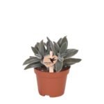 Kolibri Greens succulent tarantula in een bruine pot, met groene bladeren en een houten label met de naam. Ø6cm.