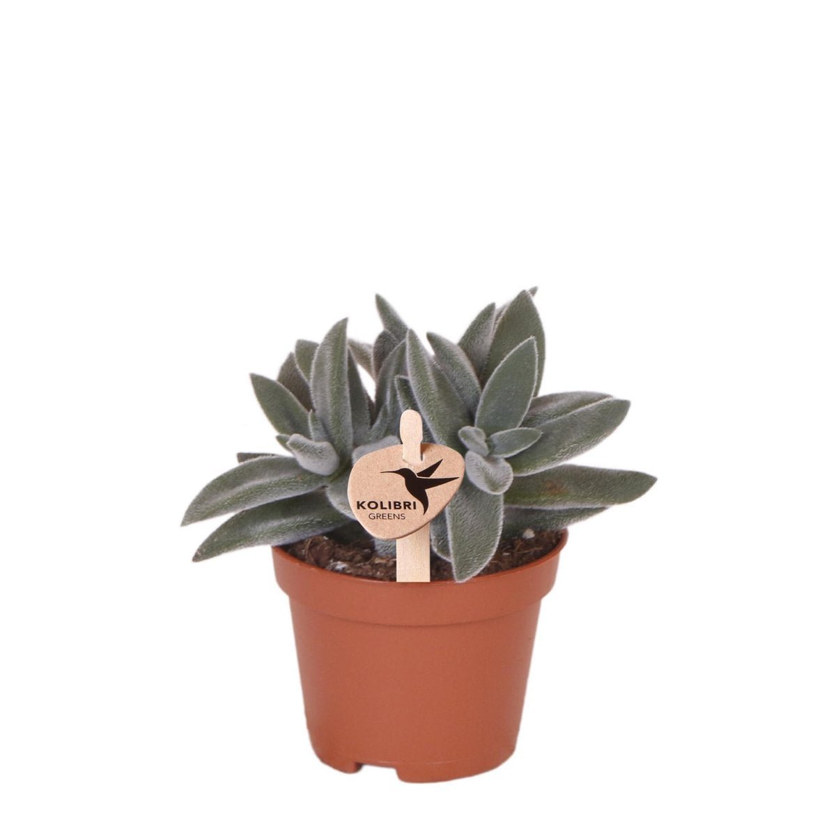 d9f48126-0219-4af5-846c-fabca878db02_1200x1200_fill.jpg Kolibri Greens succulent tarantula in een bruine pot, met groene bladeren en een houten label met de naam. Ø6cm.