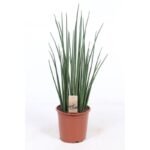 Sansevieria Mikado in een terracotta pot, hoogte 70 cm en diameter 19 cm, met lange, rechtopstaande groene bladeren.