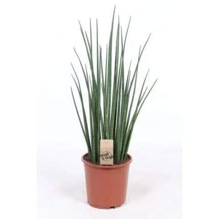 Sansevieria Mikado in een terracotta pot, hoogte 70 cm en diameter 19 cm, met lange, rechtopstaande groene bladeren.