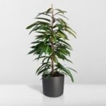 Ficus Amstel King - Treurvijg - ø21cm - ↕100cm - Afbeelding 8