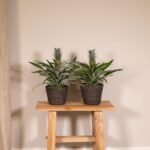 2x Bromelia - Ananasplant - 30cm - ø12 - Afbeelding 2