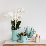 Kolibri Orchids | Planten set Fish Turquoise | Set met witte Phalaenopsis orchidee Amabilis Ø9cm en groene plant Succulent Crassula Hobbit Ø6cm | incl. turquoise keramieken sierpotten - Afbeelding 2