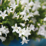 2x Campanula Addenda Ambella White in Berry sierpotten - potmaat 12cm - vaste plant - winterhard - Afbeelding 2