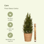 Picea Glauca Conica - Ø21cm - ↕80cm - Gold - Ø21 - ↨80cm - Afbeelding 6