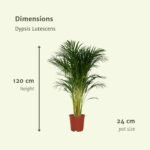Dypsis Lutescens - Areca Palm - Ø24cm - ↕120cm - Afbeelding 4