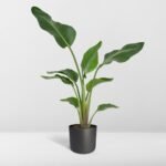 Strelitzia Nicolai - Ø19cm - ↕80cm - Afbeelding 8