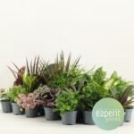 Groenmix Greenss, 24 kleine kamerplanten in potten van Ø8,5cm en hoogte 10cm, diverse groene kleuren.