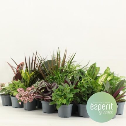 Groenmix Greenss, 24 kleine kamerplanten in potten van Ø8,5cm en hoogte 10cm, diverse groene kleuren.