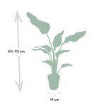Strelitzia Nicolai - Ø19cm - ↕80cm - Afbeelding 4