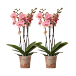 Twee bloeiende Phalaenopsis orchideeën Pirate Picotee in potten van Ø12cm, met roze bloemen en groene bladeren.