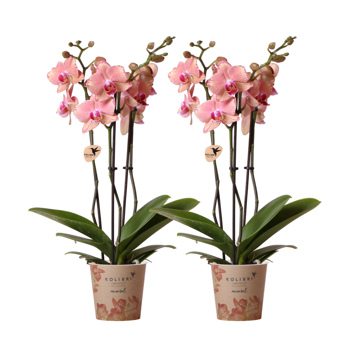 e932aa48-7c87-4ea5-929b-dd8bde4ad0dd_1200x1200_fill-1.png Twee bloeiende Phalaenopsis orchideeën Pirate Picotee in potten van Ø12cm, met roze bloemen en groene bladeren.