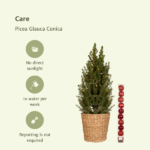 Picea Glauca Conica - Ø21cm - ↕80cm - Red - Ø21 - ↨80cm - Afbeelding 6