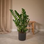 Zamioculcas Zamiifolia - Emerald palm - Ø21cm - ↕80cm - Afbeelding 2