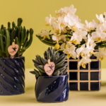Kolibri Greens | Groene plant - Succulent Tarantula - groene kamerplant - vers van de kweker - Ø6cm - Afbeelding 6
