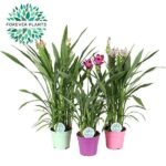 Curcuma Siam Mix - 3 middelgrote kamerplanten in groene, roze en paarse potten, hoogte 60-65 cm, diameter 17 cm.