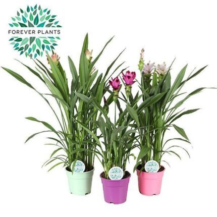 Curcuma Siam Mix - 3 middelgrote kamerplanten in groene, roze en paarse potten, hoogte 60-65 cm, diameter 17 cm.