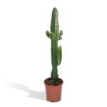 Euphorbia Acrurensis cactus in een bruine pot, hoogte 50 cm, diameter 17 cm, met stekels en groene stelen.
