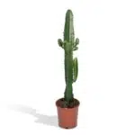 Euphorbia Acrurensis cactus in een bruine pot, hoogte 50 cm, diameter 17 cm, met stekels en groene stelen.
