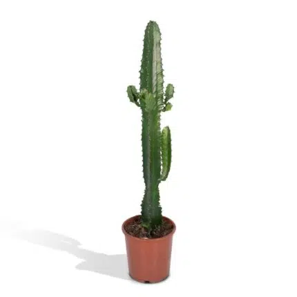 Euphorbia Acrurensis cactus in een bruine pot, hoogte 50 cm, diameter 17 cm, met stekels en groene stelen.