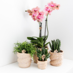 Kolibri Orchids | COMBI DEAL van 4 Phalaenopsis orchideeën - Pirate Picotee - potmaat Ø12cm | bloeiende kamerplant - vers van de kweker - Afbeelding 6