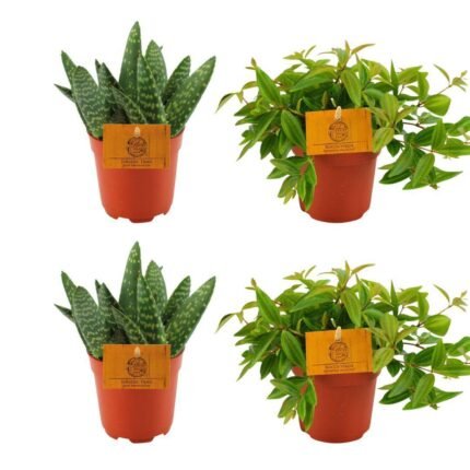 Set van 4 kleine kamerplanten: 2 Aloë Paradisicum en 2 Peperomia Ang. Rocca Vivace in oranje potten van Ø10,5cm.