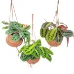 Kokodama Maranta Mix, 3 hangende planten in Ø15cm potten, groen met diverse bladpatronen, hoogte 20cm.