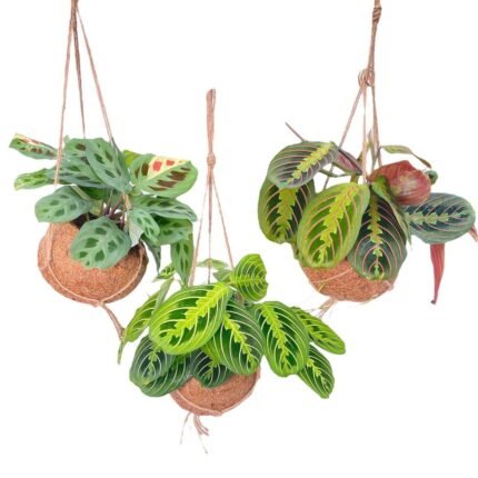 Kokodama Maranta Mix, 3 hangende planten in Ø15cm potten, groen met diverse bladpatronen, hoogte 20cm.
