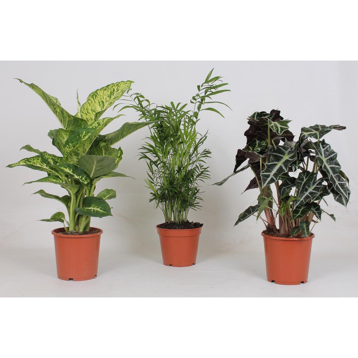 f39575c2-32f5-4369-9518-408c34c85a40_1200x1200_fill.jpg Drie middelgrote kamerplanten in terracotta potten, hoogte 45-55 cm, mix van groen met diverse bladstructuren.