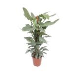 Philodendron Hastatum in een pot van 27 cm, hoogte 130 cm, met groene bladeren en een stevige stam. Perfecte kamerplant.