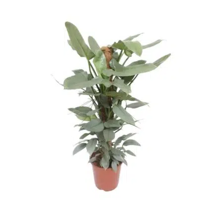 Philodendron Hastatum in een pot van 27 cm, hoogte 130 cm, met groene bladeren en een stevige stam. Perfecte kamerplant.