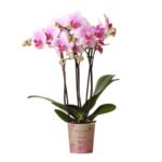 Kolibri Orchids | roze Phalaenopsis orchidee potmaat Ø9cm | Rotterdam | bloeiende kamerplant - vers van de kweker - Afbeelding 2