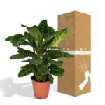 Calathea Zebrina - Ø19cm - ↕80cm - Afbeelding 5
