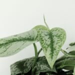 2x Scindapsus Pictus Trebie - Epipremnum - 25cm - ø15 - Afbeelding 3