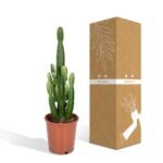 Euphorbia Acruensis - Cactus - Ø24cm - ↕60cm - Afbeelding 5