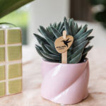 Kolibri Greens | Groene plant - Succulent Tarantula - groene kamerplant - vers van de kweker - Ø6cm - Afbeelding 3