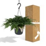 Humata Tyermannii Hang - Hazenpootvaren - Ø17cm - ↕20cm - Afbeelding 4