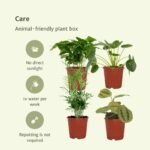 Diervriendelijke plantenbox - 4 kamerplanten - Ø12cm - Diverse hoogtes - Afbeelding 5
