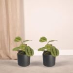2x Maranta Fascinator - Pijlwortel - 20cm - ø12 - Afbeelding 2