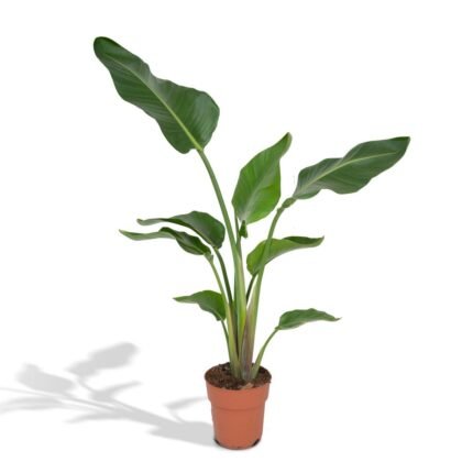 Strelitzia Nicolai in een terracotta pot, met grote groene bladeren, hoogte 80 cm, diameter pot 19 cm.