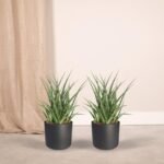 2x Sansevieria Fernwood Punk - Vrouwentong - 30cm - ø12 - Afbeelding 2