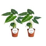 Twee Alocasia Frydek planten in terracotta potten, Ø12cm, hoogte 35cm, met groene bladeren en opvallende nerven.