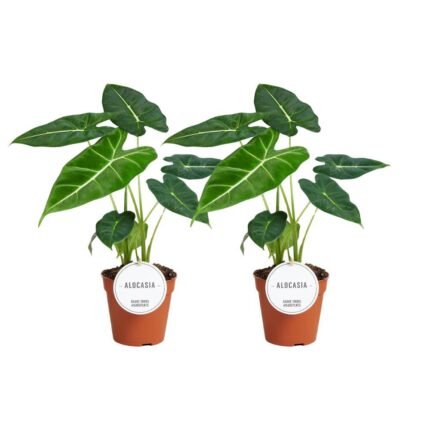 Twee Alocasia Frydek planten in terracotta potten, Ø12cm, hoogte 35cm, met groene bladeren en opvallende nerven.